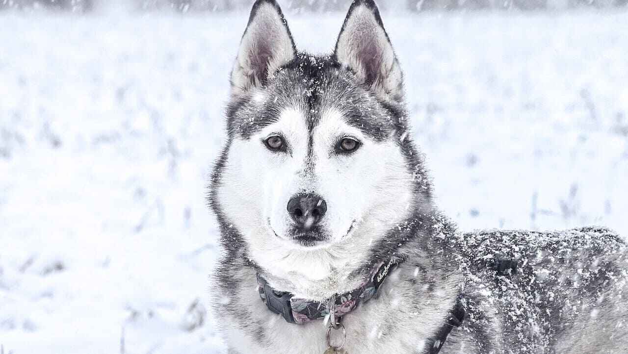 Husky Dog Names