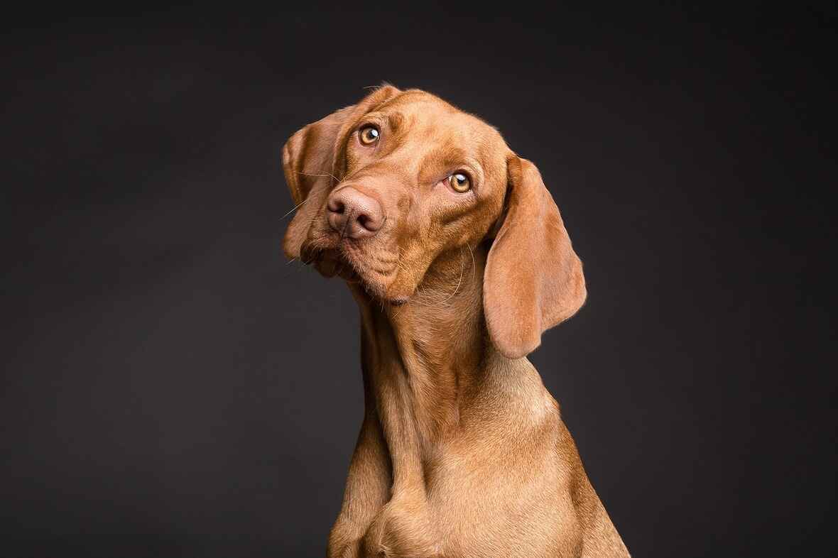 brown dog names