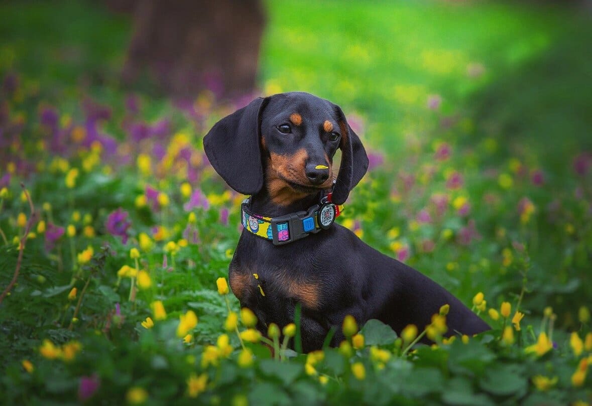 dachshund dog names