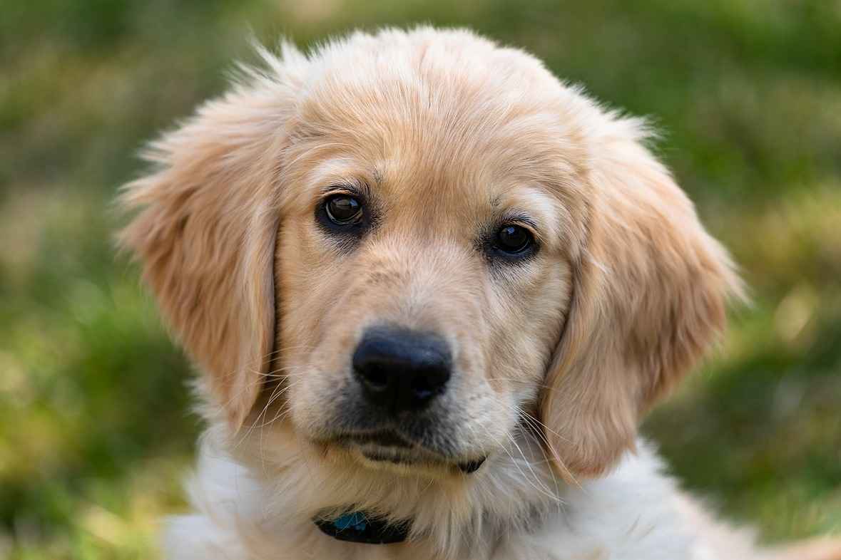 golden retriever dog names