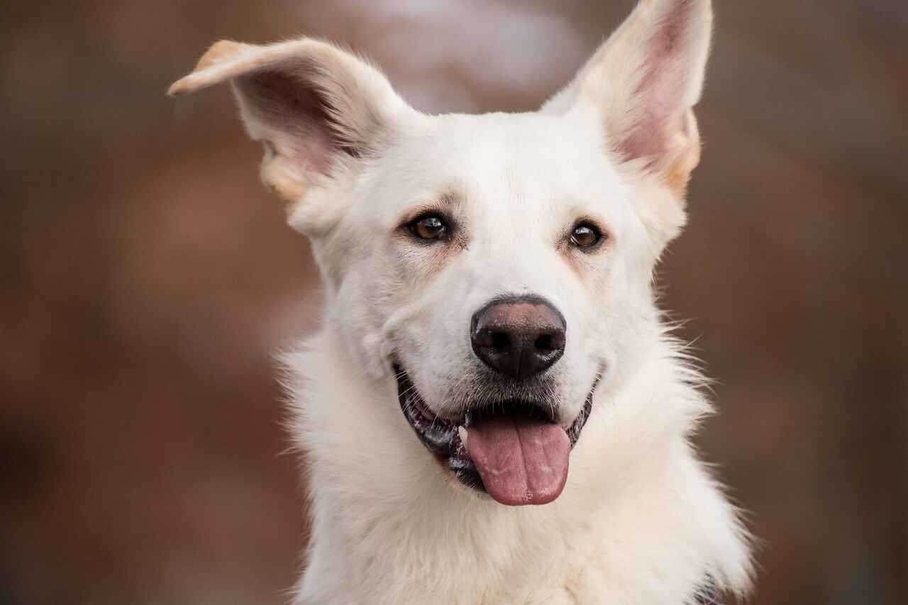 white dog names